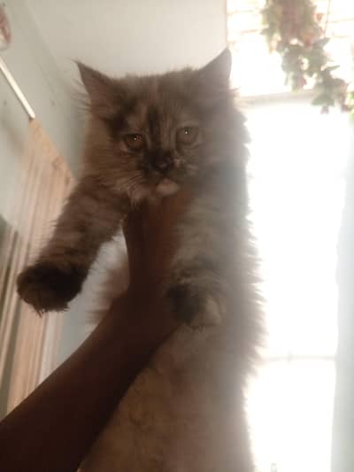 PERSIAN CAT : FEMALE;GRAY COLOR
