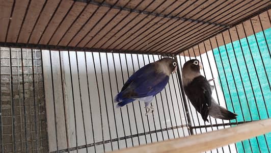 love birds 