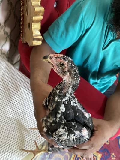 Healthy and active  shamoo chicks are availed