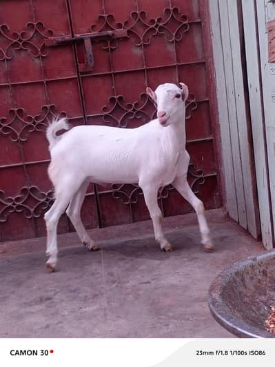 teddy bakra Male