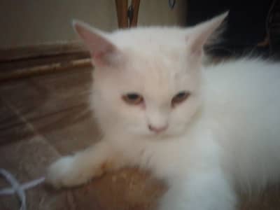 white Persian cat