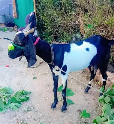 Bakri Goat for sale 03185733372