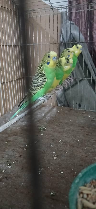 Pied budgie pair