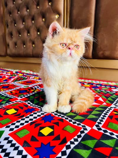 pure persian piki male kitten
