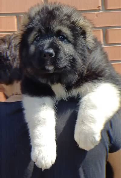 IMPORTED GIANT CAUCASIAN SHEPHERD PUPPIES AVAILABLE FOR SALE