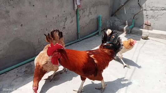 Golden Misri Desi Breeder Set (1 Murga + 2 Murgiyan)