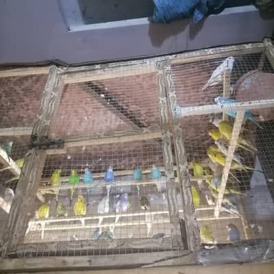Astraliian breeder pair