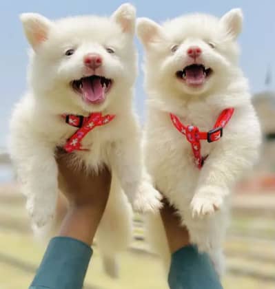 Russian puppy dog for sale only Whatsapp number 03023965616