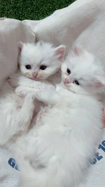 white persian kitten.