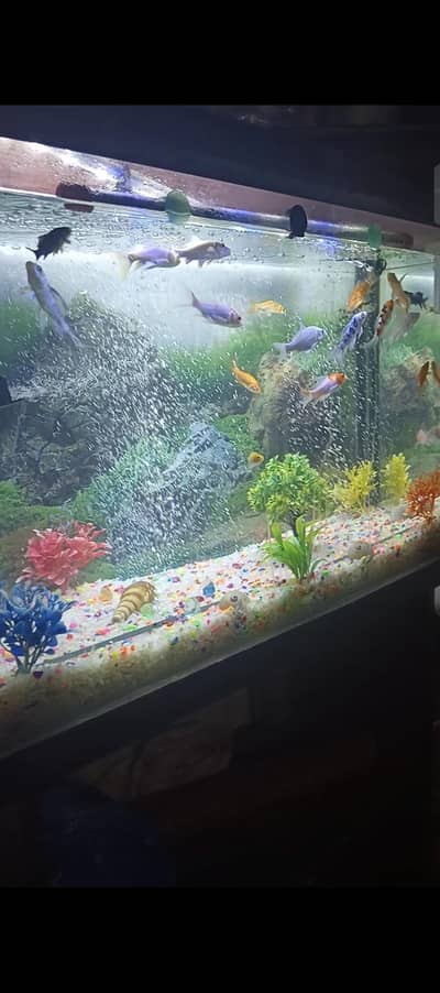 Aquarium and fishes for sale