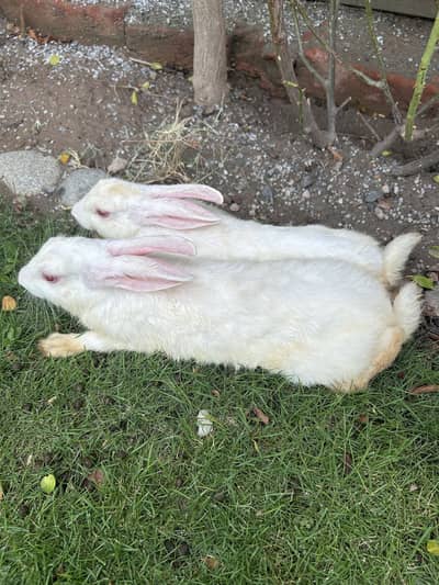 Cute rabbits for sale