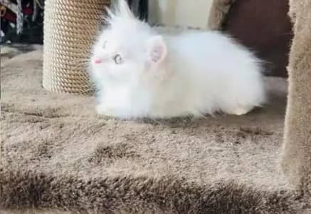 (Persian female kitten) (for sale all) (Pakistan delivery available)