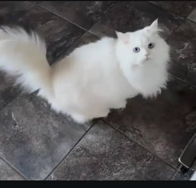 Persian cat for sale 2 month age available