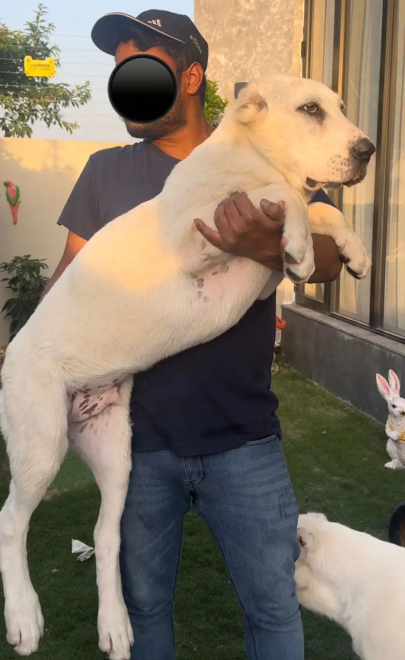 IMPORTED ALABAI PUPPIES | Available in Pakistan — photo 3