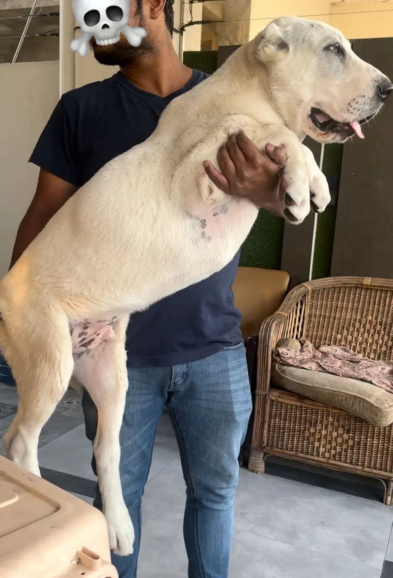 IMPORTED ALABAI PUPPIES | Available in Pakistan — photo 6