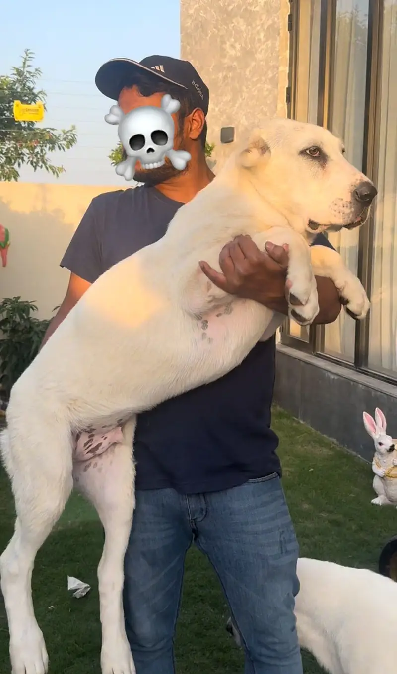 IMPORTED ALABAI PUPPIES | Available in Pakistan — photo 7