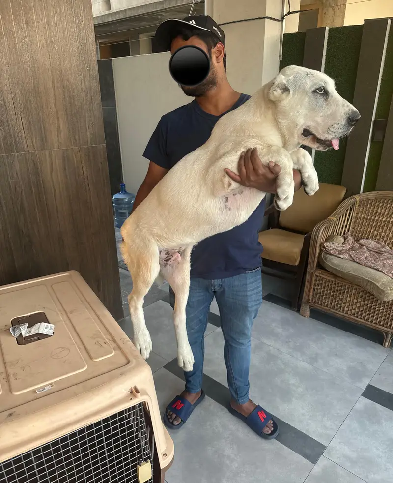 IMPORTED ALABAI PUPPIES | Available in Pakistan — photo 8