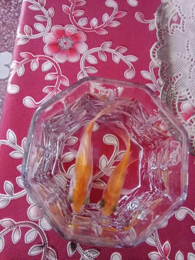 gold fish