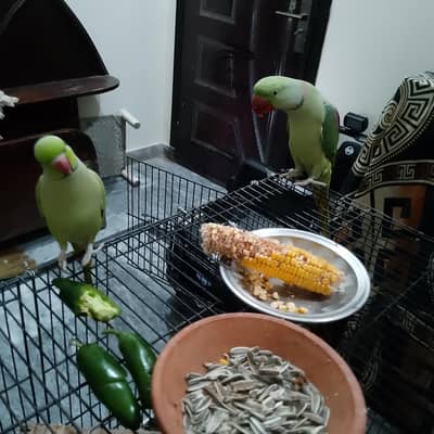1 Ringneck & 1 Raw. both male