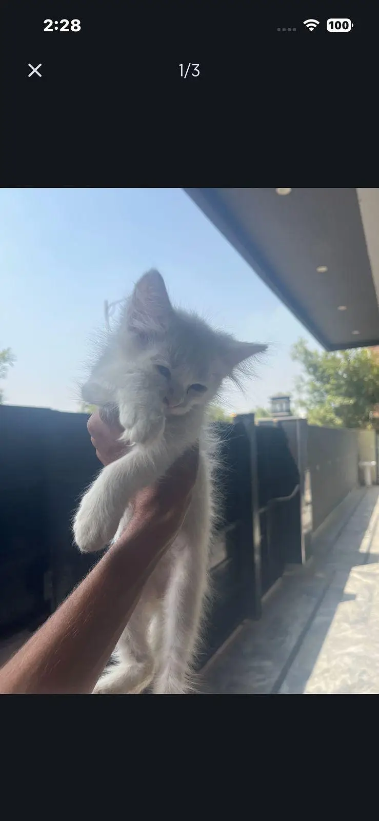 white colour Persian kitten
