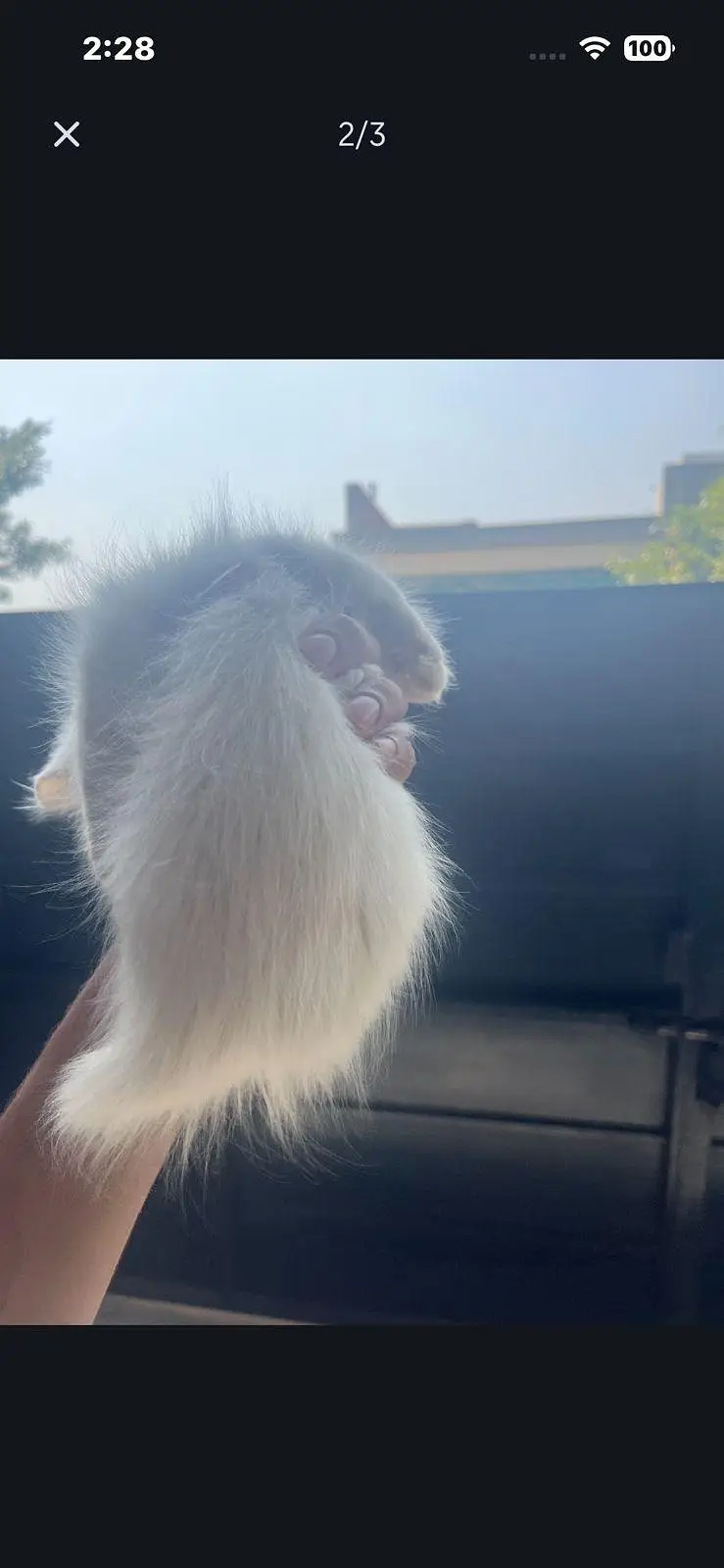 white colour Persian kitten — photo 2