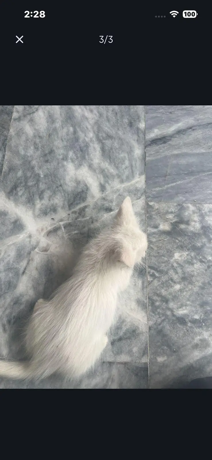 white colour Persian kitten — photo 3