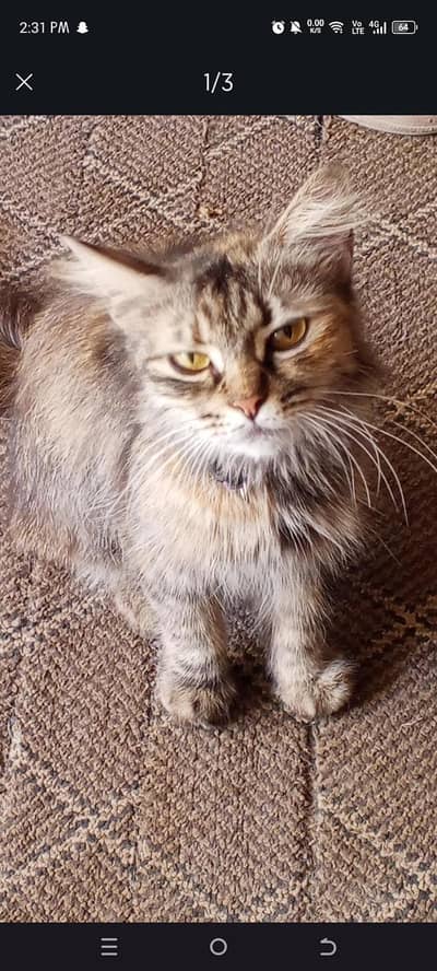 persian cat