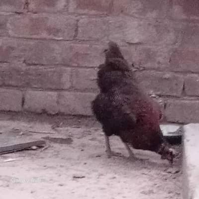 3 female and 1 male combo