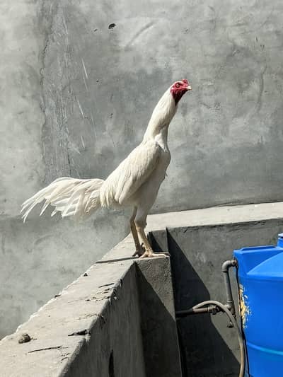 Shamo or Heera ka caross ha us ma sa ya breed nikli ha