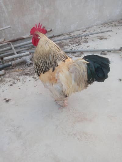 HEAVY COCHIN BREEDER MALE