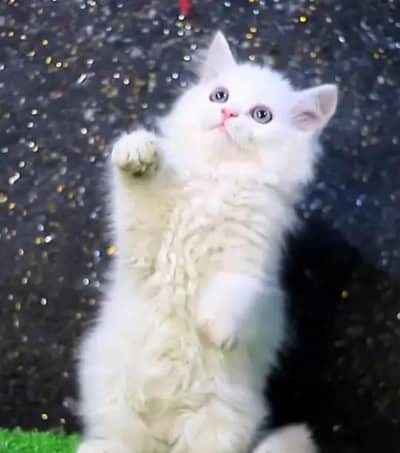 Persian cat for sale 2 month age available