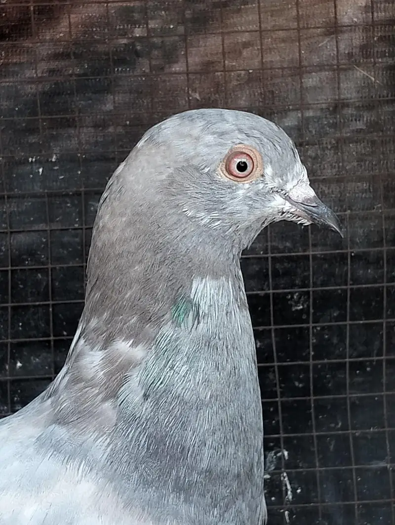 Salyta pigeon breeder