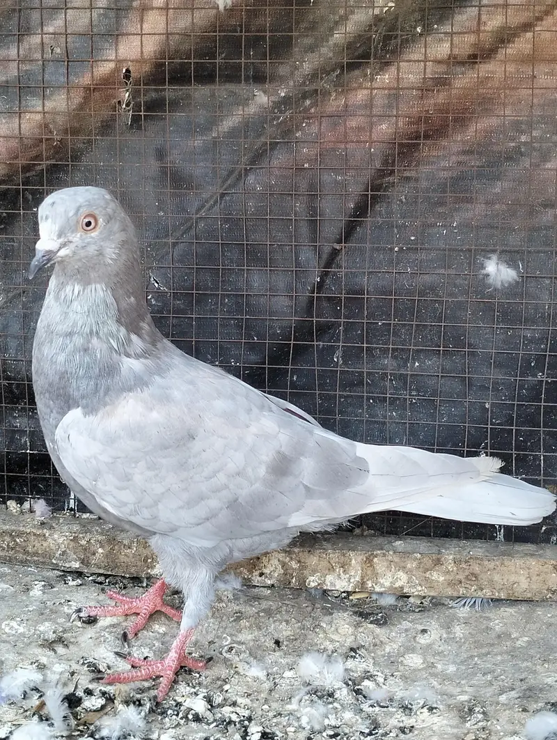 Salyta pigeon breeder — photo 2