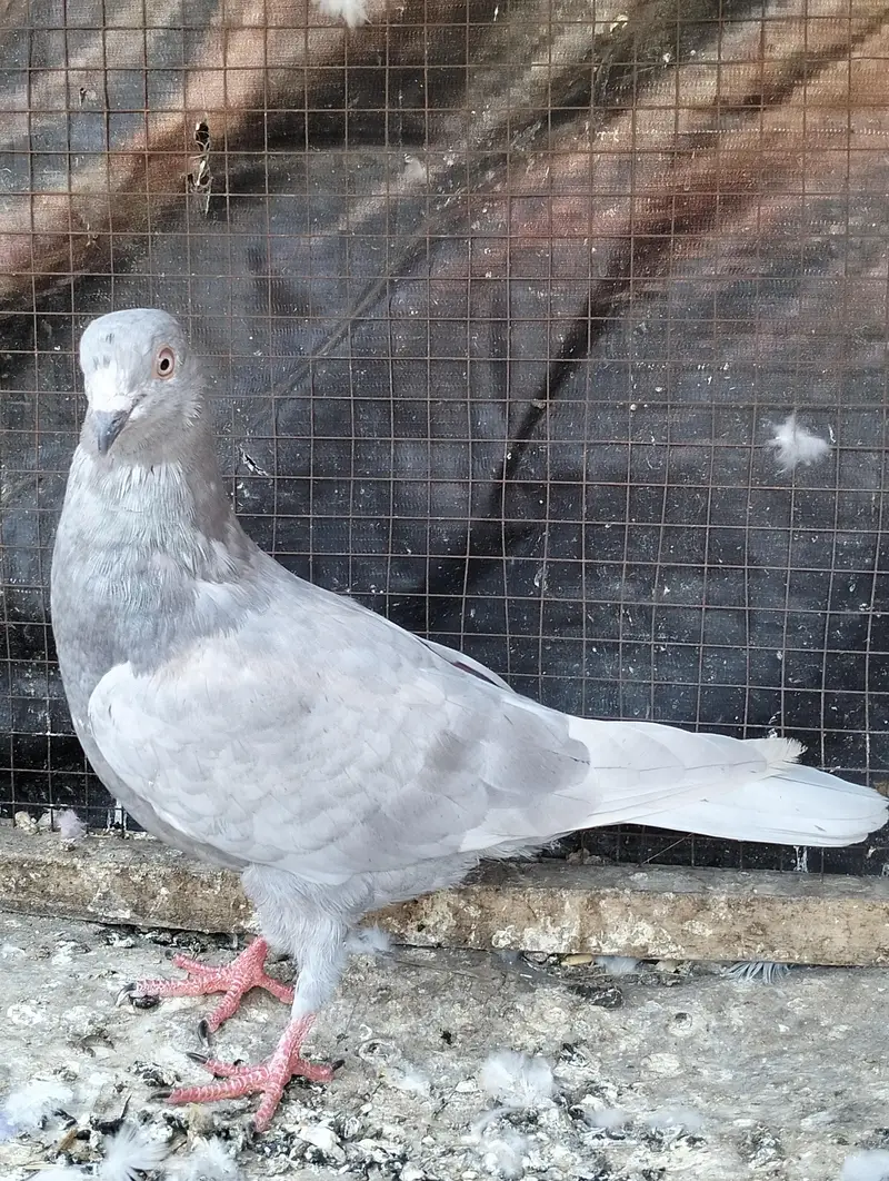 Salyta pigeon breeder — photo 3