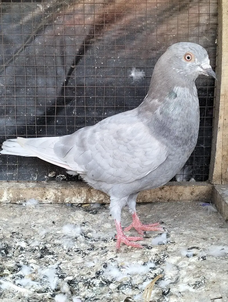 Salyta pigeon breeder — photo 4