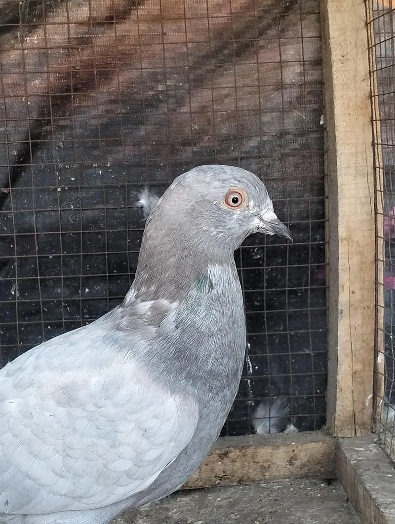 Salyta pigeon breeder — photo 5