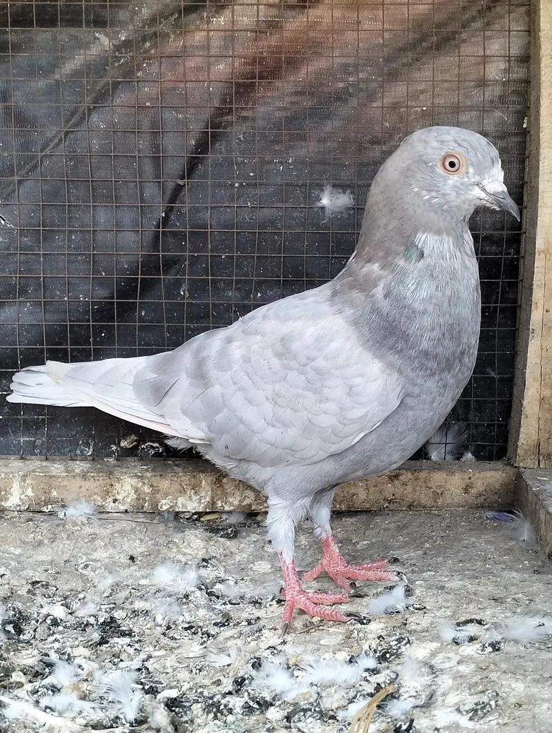 Salyta pigeon breeder — photo 6