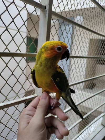 hand tamed Sunconure