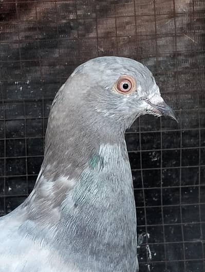 Salyta pigeon breeder