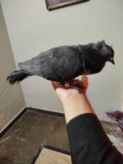 hand tame pegion
