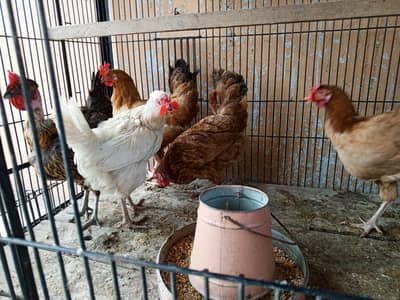 loman Brown and mistri hens