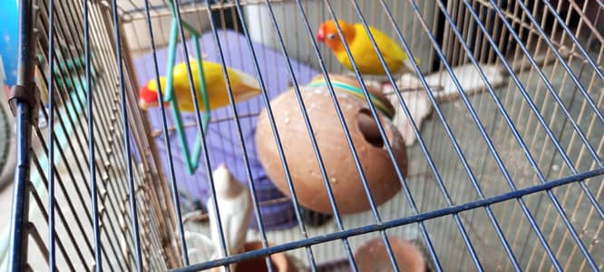 1pair 1White lovebirds with black eyes