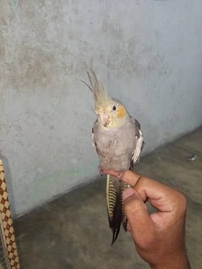 coctail birde