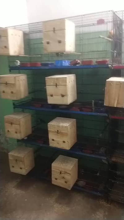 Complete Birds Setup