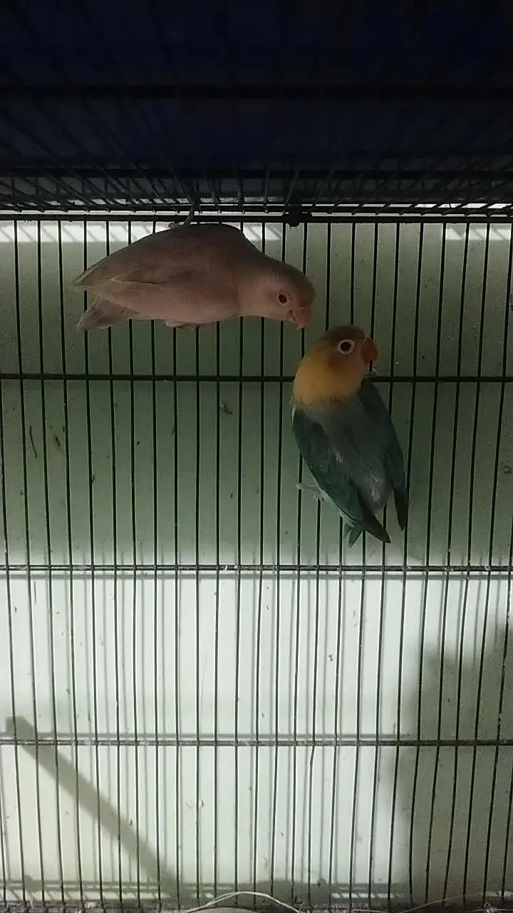 Complete Birds Setup — photo 2