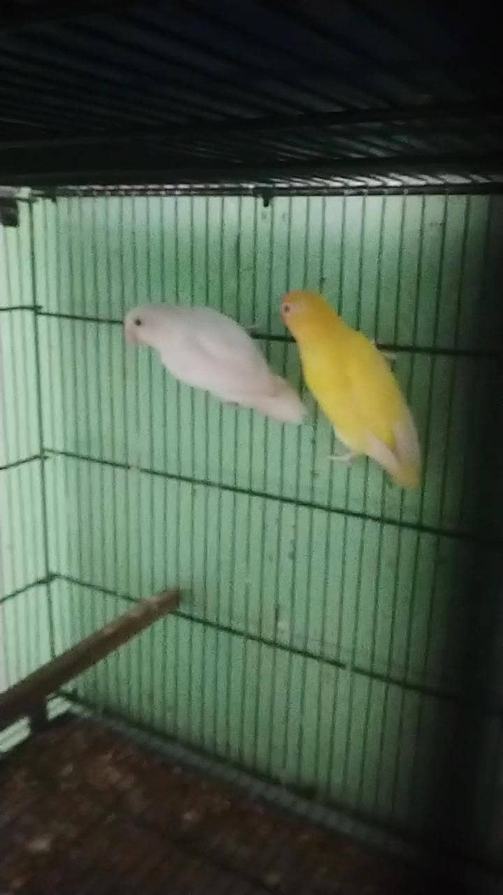Complete Birds Setup 2