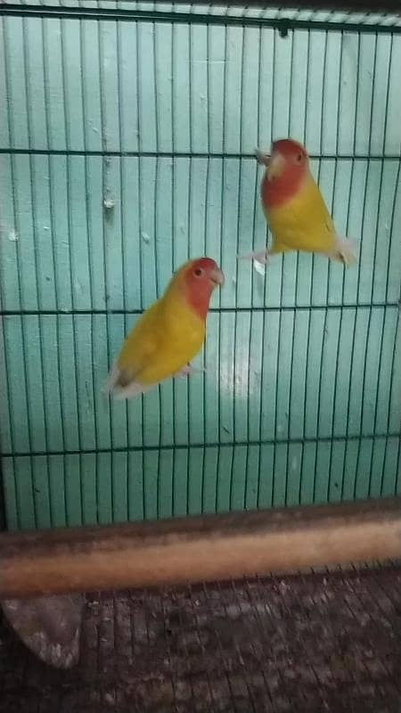 Complete Birds Setup 3