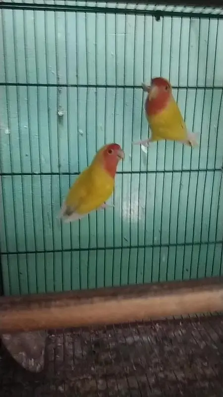 Complete Birds Setup — photo 4