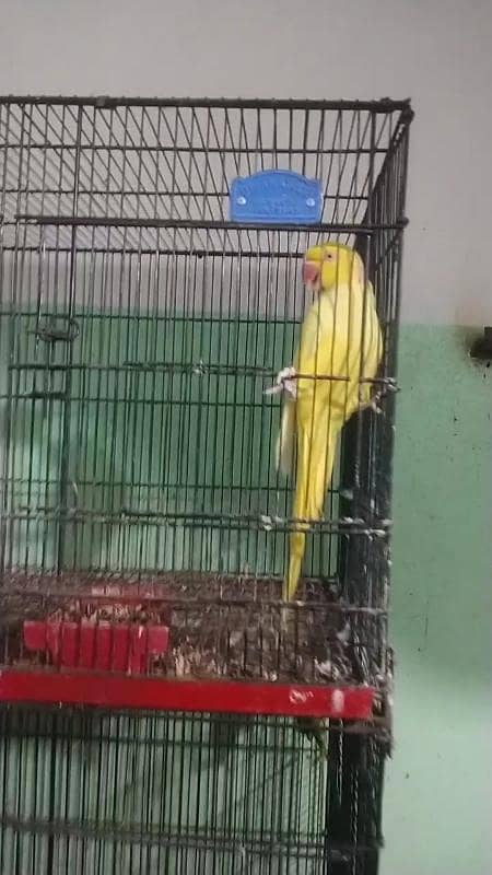 Complete Birds Setup 4