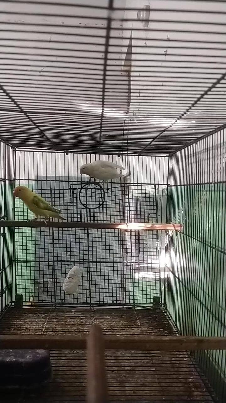 Complete Birds Setup 5